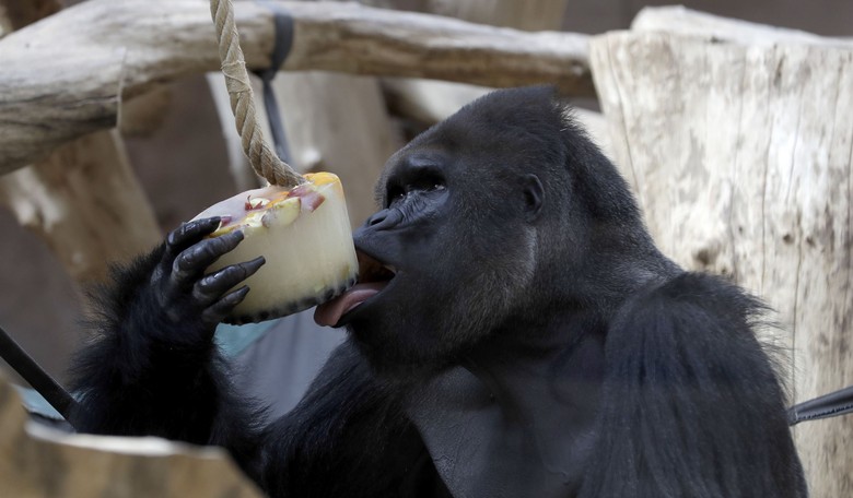 'GORILLA' warfare? Handlers baffled as zoo apes seem addicted to videos on guest's phones
