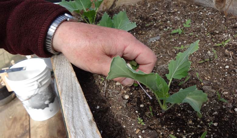Killing the Unborn, Confessing to Plants