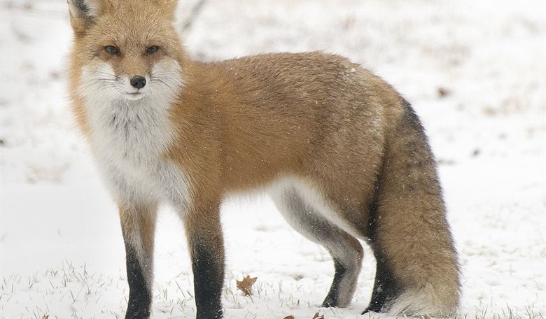 Clever Critter Outfoxes Immigration Authorities