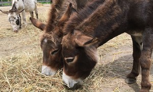 HeeHaw and Order: Police Search Ends With Baby Donkey Dead in His Own Pasture