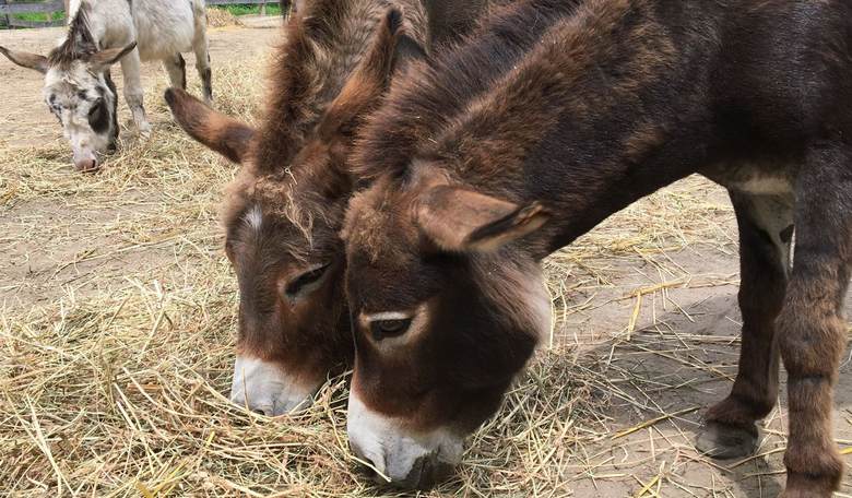 HeeHaw and Order: Police Search Ends With Baby Donkey Dead in His Own Pasture