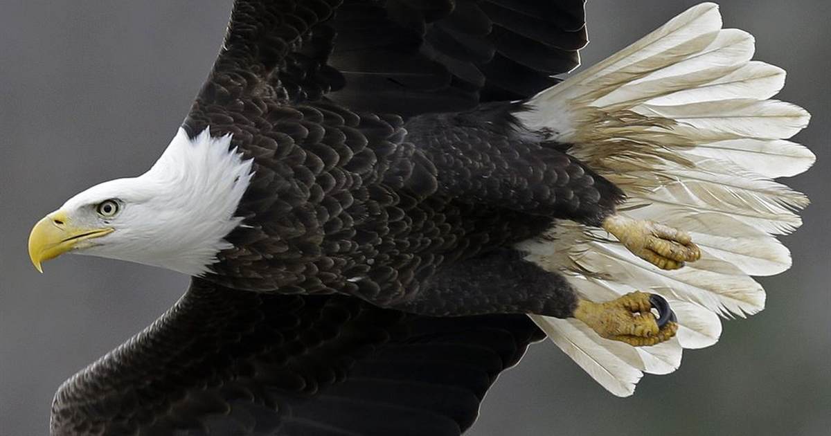 The Civil War Soldier With Wings