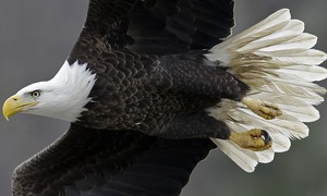 The Civil War Soldier With Wings