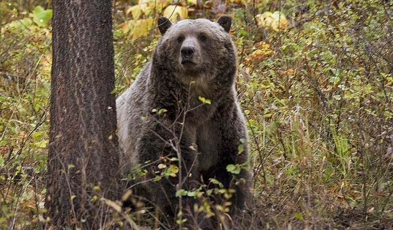 In Washington, Public Comment Session on Release of Grizzly Bears Gets Hairy