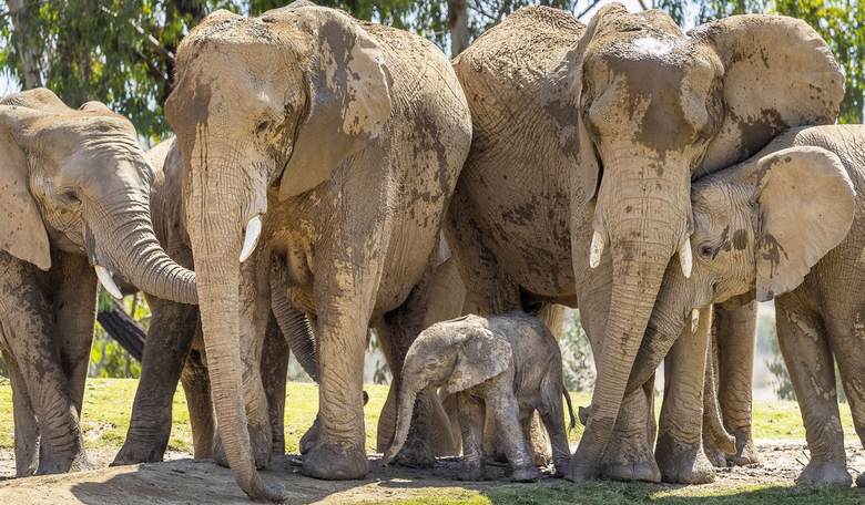 To Understand Why Racism Isn't the Problem, Look to South Africa's Pilanesberg Park
