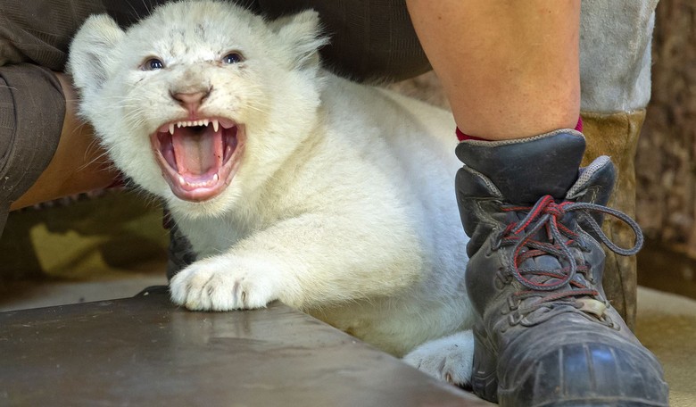 Pass the PAW-PCORN as Christopher Rufo's Very PURR-SUASIVE  'Cat Eating Evidence'  Sparks Twitter FUR-Y