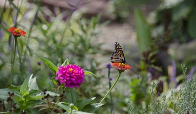 Bill To Reinstate Obama Pesticide Ban Ignores Science