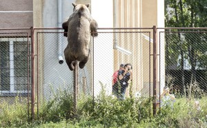 Predator Watch: Bear Attacks Teenage Girl Asleep in Her Room