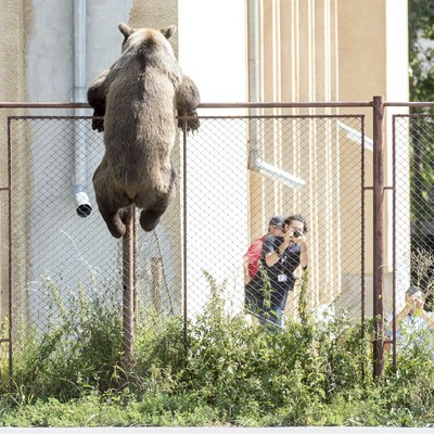 Predator Watch: Bear Attacks Teenage Girl Asleep in Her Room