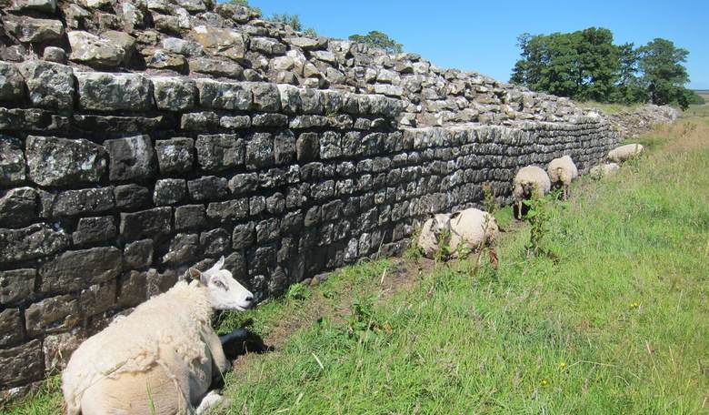 Greek Sheep Sing, 'Everybody Must Get Stoned'