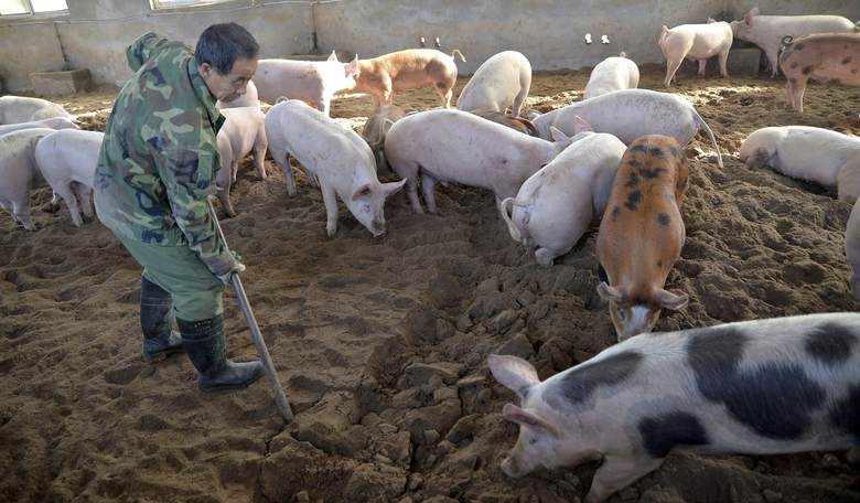 Another Potential Pandemic Is Brewing in China