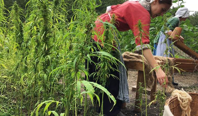 Bringing Back Hemp Prohibition Would Be a Massive Mistake