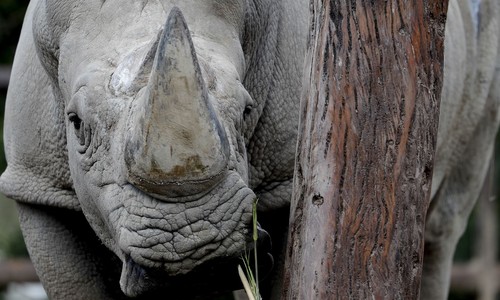 The RINO Seven: This Cycle's Version of an Old Establishment Mistake