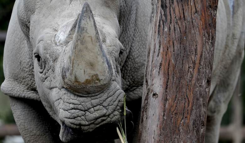 The RINO Seven: This Cycle's Version of an Old Establishment Mistake