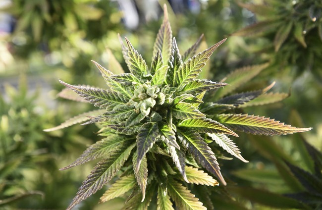 Cannabis Charades: Local Officials' Pot-Themed Distractions Spark Burning Concerns - Vimarsana News