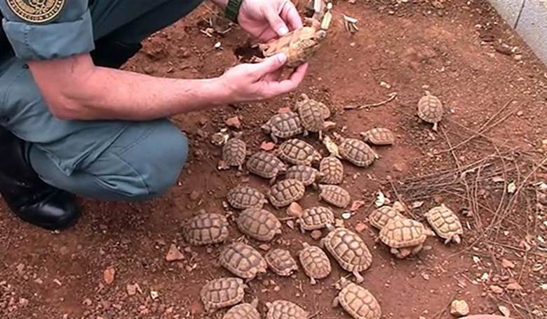 $1.4 Million Turtle-Smuggling Scheme Ends in Prison Sentence