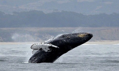 Here Be Whales: The 5-Million-Year Secret Beneath the Indian Ocean