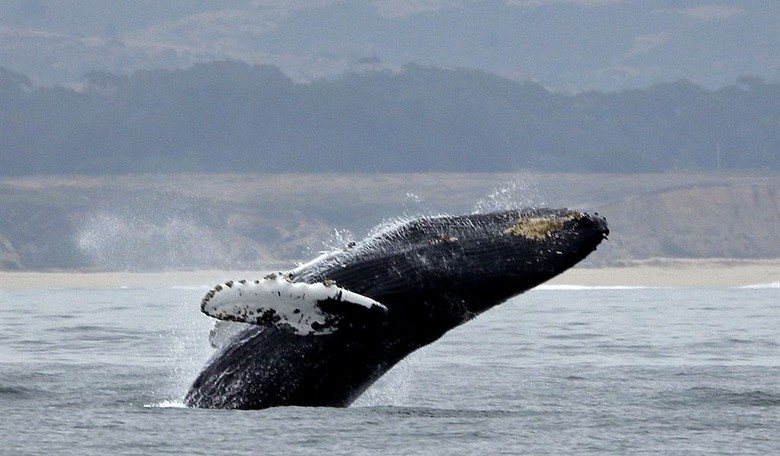 GULP! Chilean Kayaker Has a Whale of an Encounter