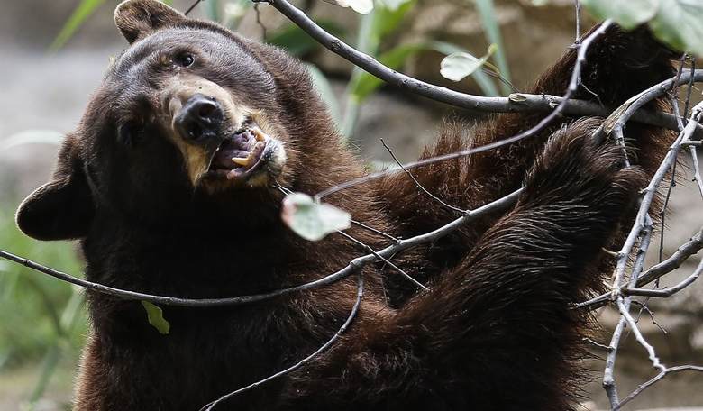 Seriously? Florida Lawmaker Proposes Relaxing Rules on Shooting... Bears on Crack. 