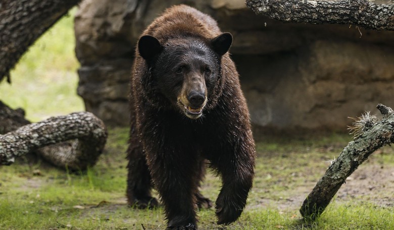 CT Approved A Bear Self-Defense Law. A Hunting Season Would Be More Effective