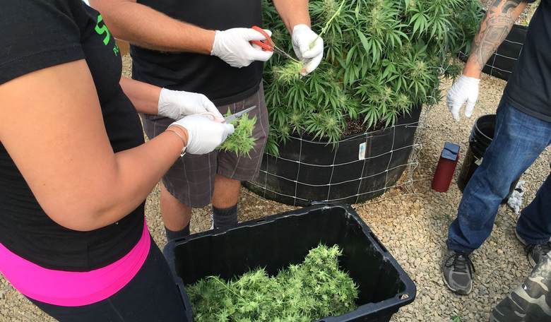 Investing In Marijuana Companies: Should You Buy Into The Hype?
