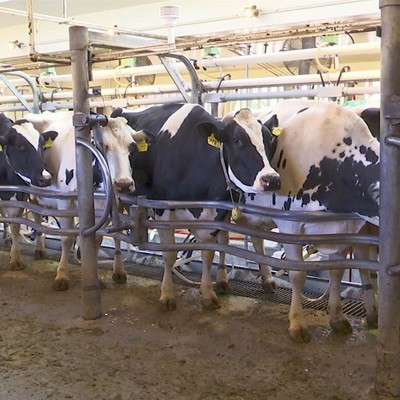Missouri Bank VP Pleads Guilty to $9.4 Million Cattle Fraud Scheme