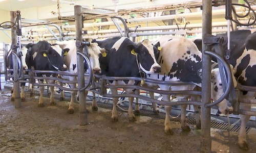 Missouri Bank VP Pleads Guilty to $9.4 Million Cattle Fraud Scheme