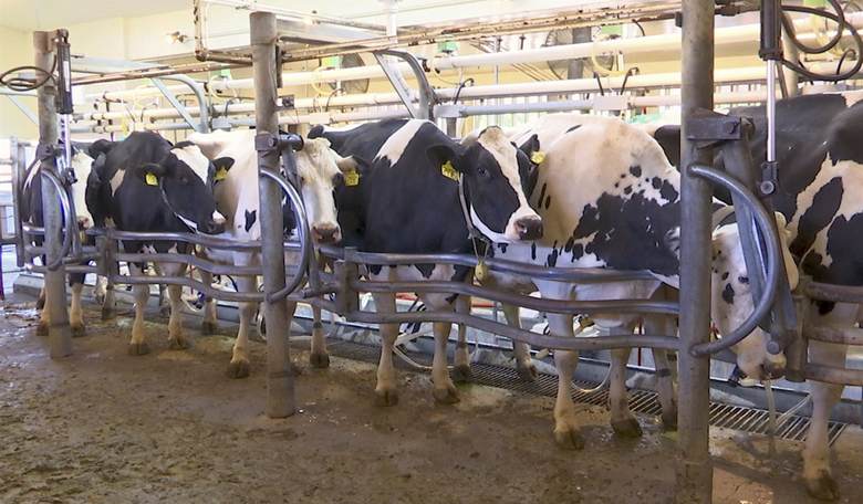 The New York Times Runs Sob Story About a WI Dairy Farmer Who Might Lose His 'Undocumented' Laborers