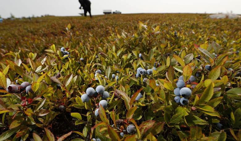 A New Farm Bill Crops Up