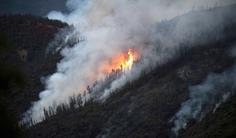 America Returns to Active Forest Management