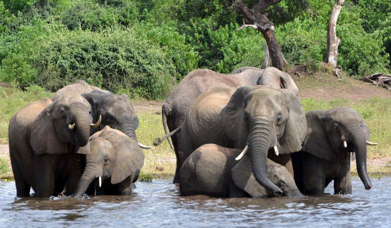 Spanish Tourist Tries for Closeup With Elephant - Ends Up Trampled to Death