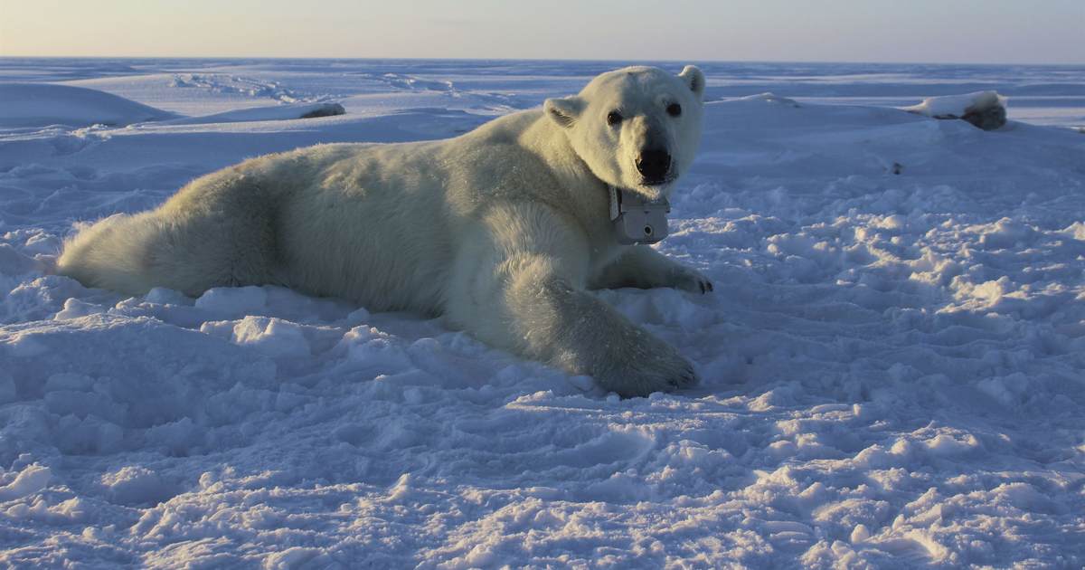 Brother Love the Earth’s Traveling Salvation Show