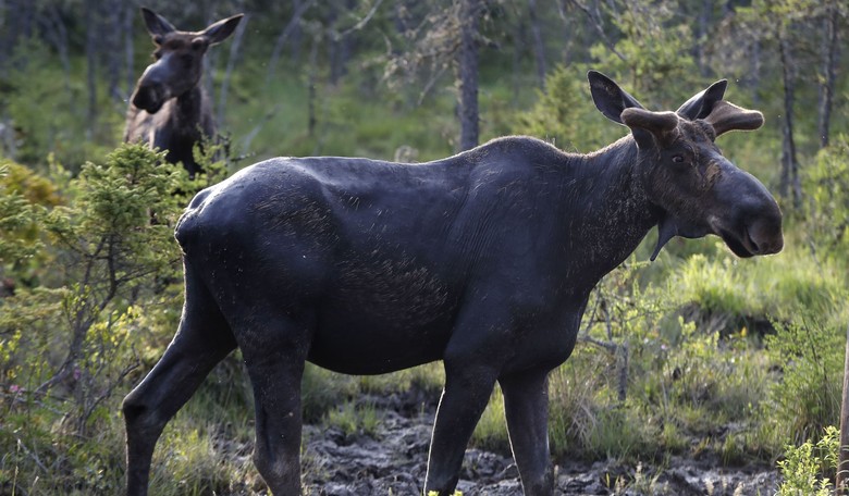 Vacation Season Cautions: Large Animals Can Be Dangerous