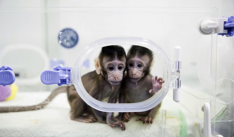 You Paid For It: Vivaldi-listening Cats, Coked-up Quails, and Monkey Marriage Proposals