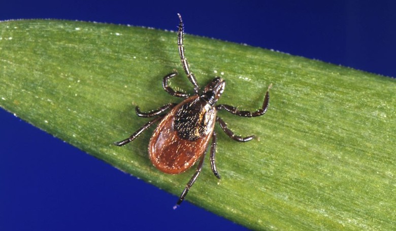 Weaponizing Ticks: Academics Propose Meat Allergy to Fight Climate Change