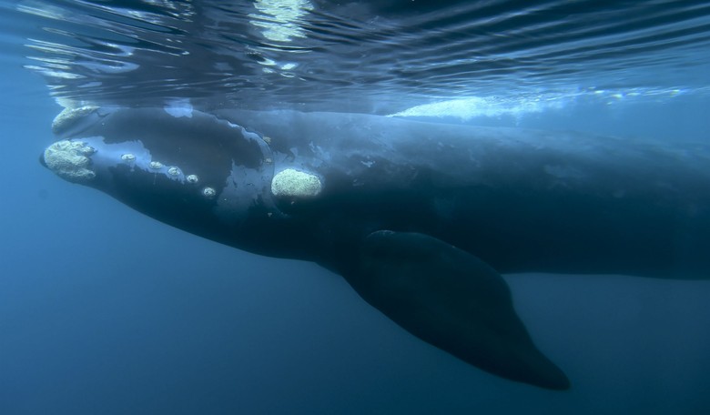 A Chance to Do the FUNNIEST Thing: X Users Beg Officials to Blow Up Dead Whale on Oregon Beach