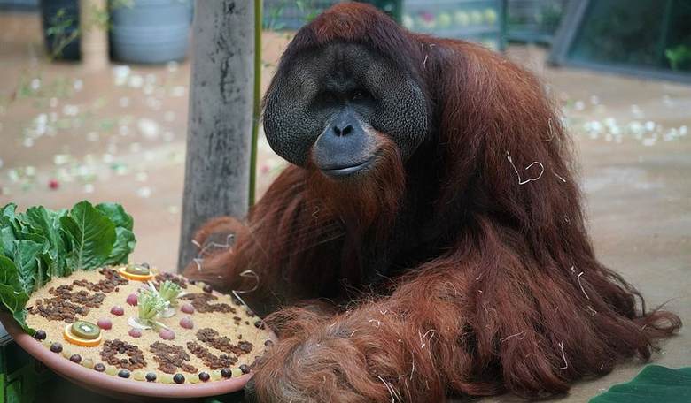 Zoo Animals Vaccinated Against COVID; Animals Told to Keep Noise Down After Post Lockdown Party