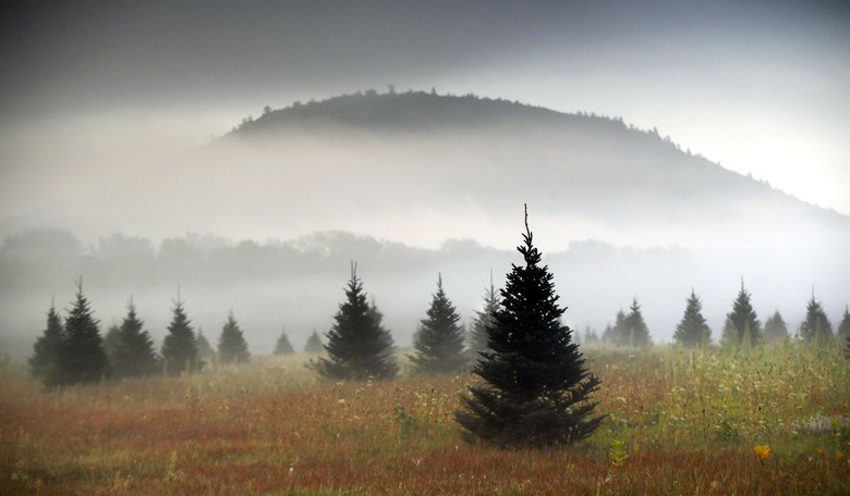 Woke Christmas Tree Farm in Virginia Posts Shameful Antisemitic Message on Welcome Sign