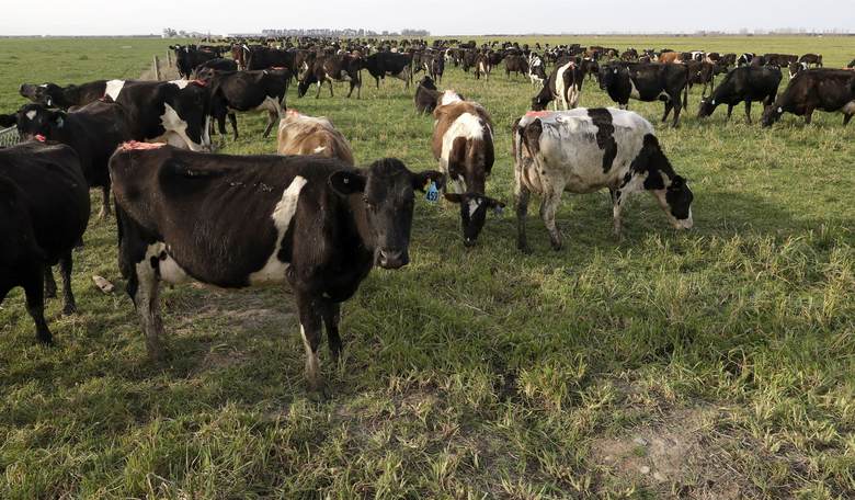 Save the Cows