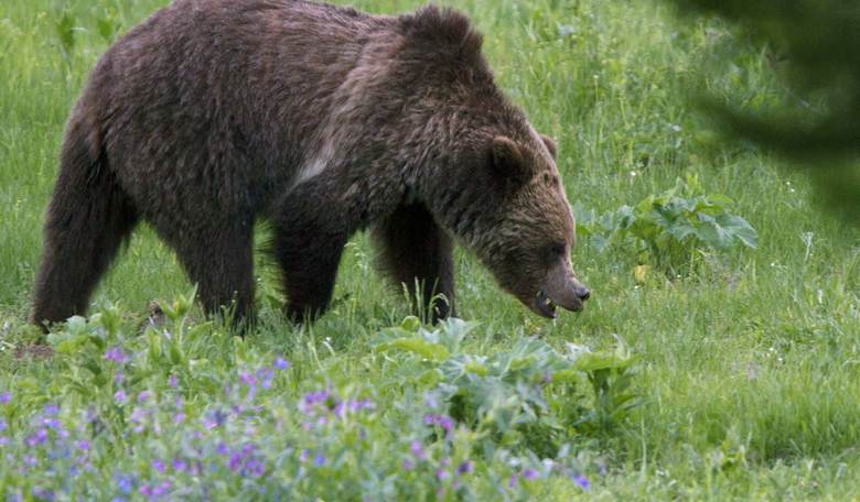 Montana Grizzlies Are Getting Drunk, Passing Out, and Being Hit by Trains