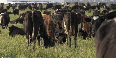 Trump Just Dropped Huge News for Ranchers and Farmers