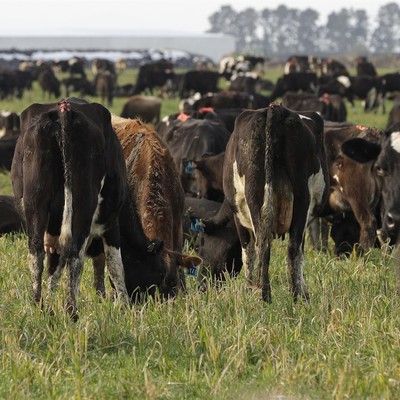 Trump Just Dropped Huge News for Ranchers and Farmers
