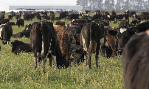 Trump Just Dropped Huge News for Ranchers and Farmers
