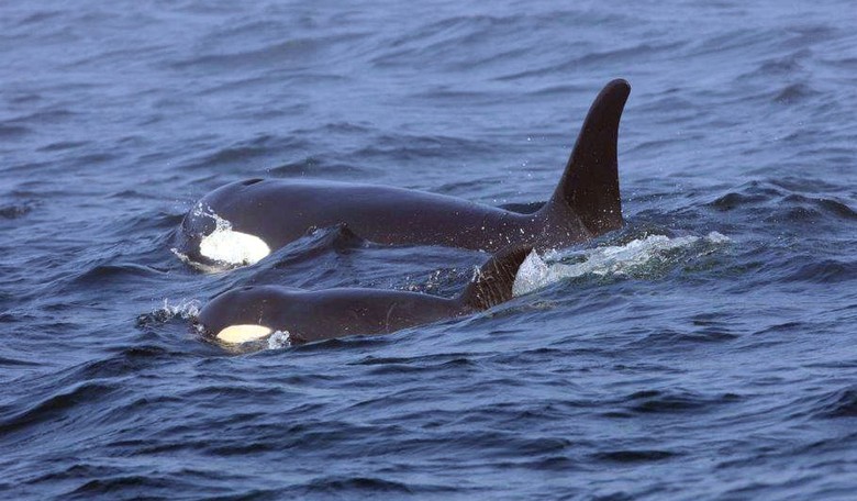 Whoa! Kooky Man Body Slams Orca With Baby and Miraculously Lives to Tell the Story and Pay the Fine