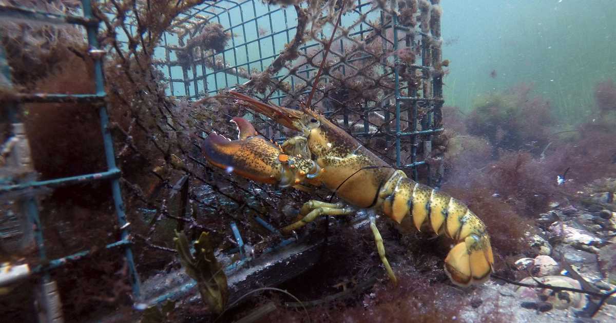 Miami Seafood Exec Pleads Guilty in $8M Price-Fixing Conspiracy