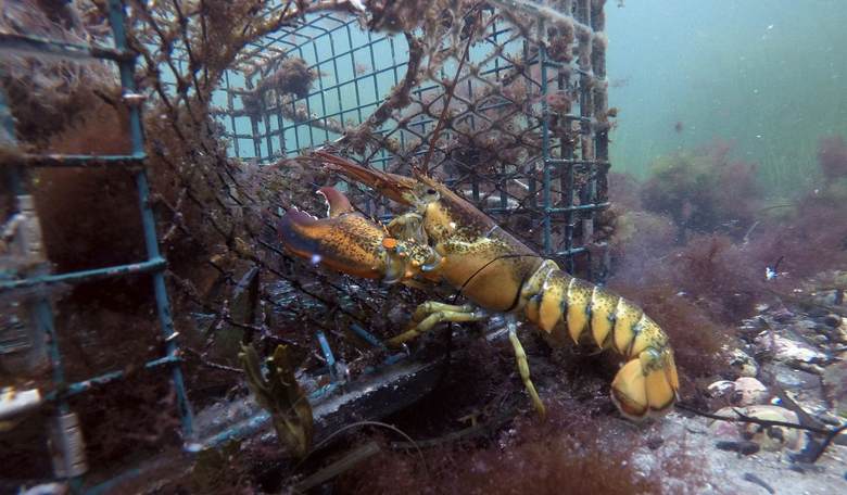 Miami Seafood Exec Pleads Guilty in $8M Price-Fixing Conspiracy