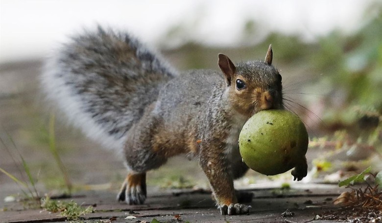 There's Been an Update About 'Peanut the Squirrel'