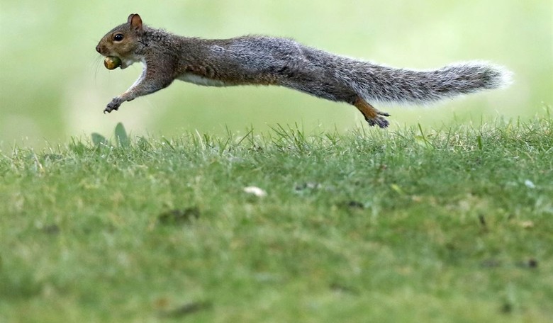 Vicious 'Attack Squirrel' in San Francisco Area Proves That Not Only Humans Are Nuts in the Bay Area