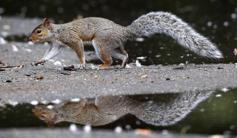 Colorado Squirrel Tests Positive for the Bubonic Plague