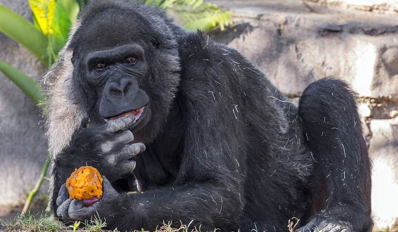This Valentine's Day, 'Feed Your Ex' to a Zoo Animal